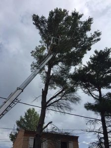 Abattage d'un pin avec nacelle, près de fils électriques, en toute sécurité