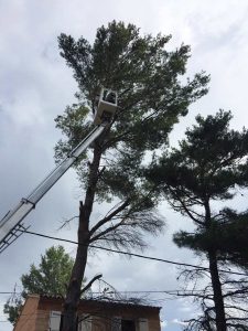 Abattage d'un pin avec nacelle, près de fils électriques, en toute sécurité