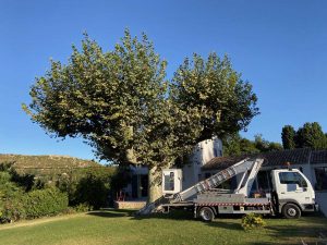 Elagage d'un pin centenaire Chemin du tour de l'étang à Istres