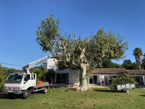 Elagage d'un pin centenaire Chemin du tour de l'étang à Istres