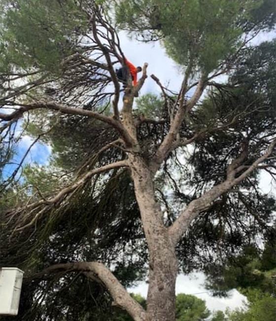 Elagage d'un pin dangereux à Cornillon Confoux