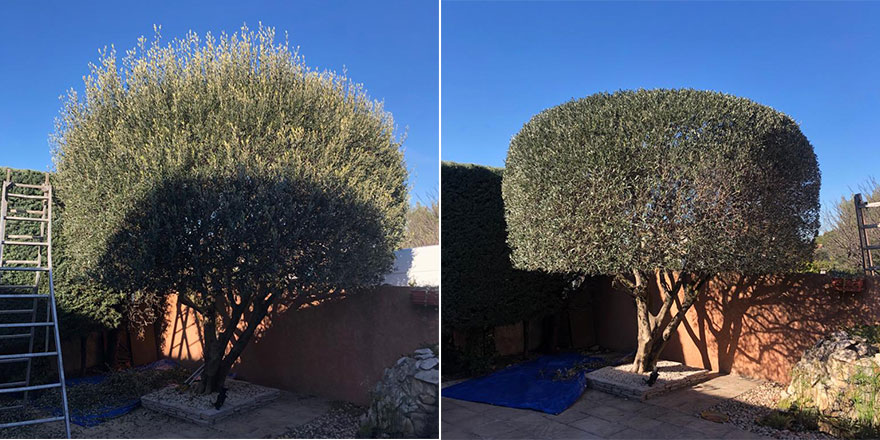 Taille d'un olivier de jardin à Miramas